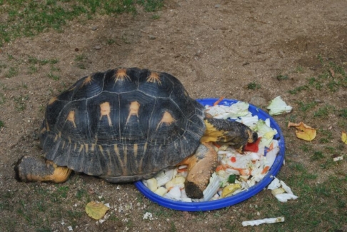 hladová želva